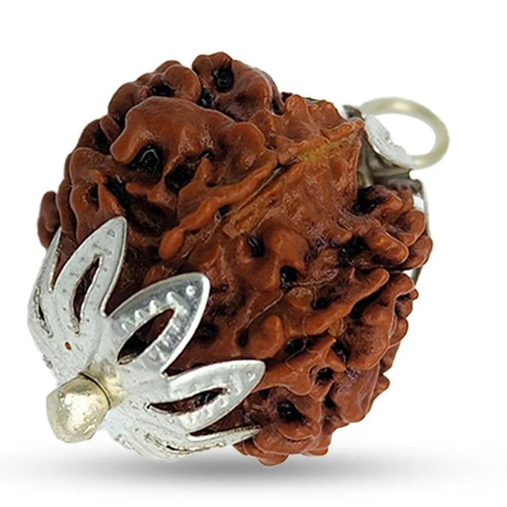 7 Mukhi Rudraksha