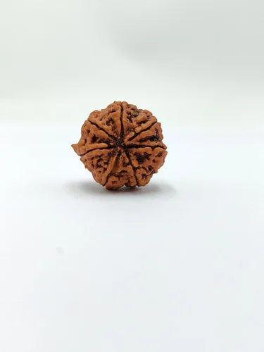 7 Mukhi Rudraksha