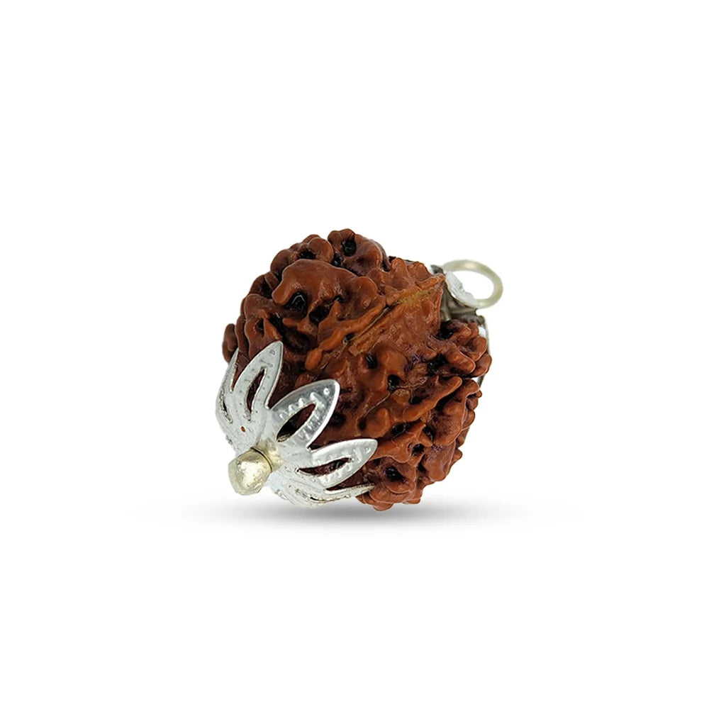 7 Mukhi Rudraksha Beads with certification