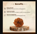 7 Mukhi Rudraksha Beads with certification