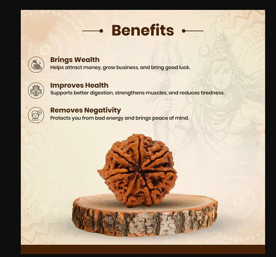 7 Mukhi Rudraksha Beads with certification