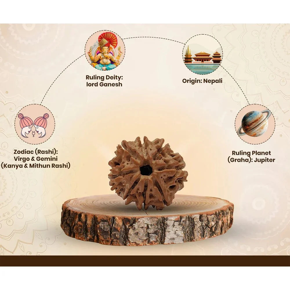8 Mukhi Nepali Rudraksha