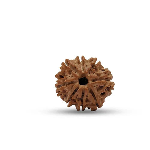 8 Mukhi Nepali Rudraksha