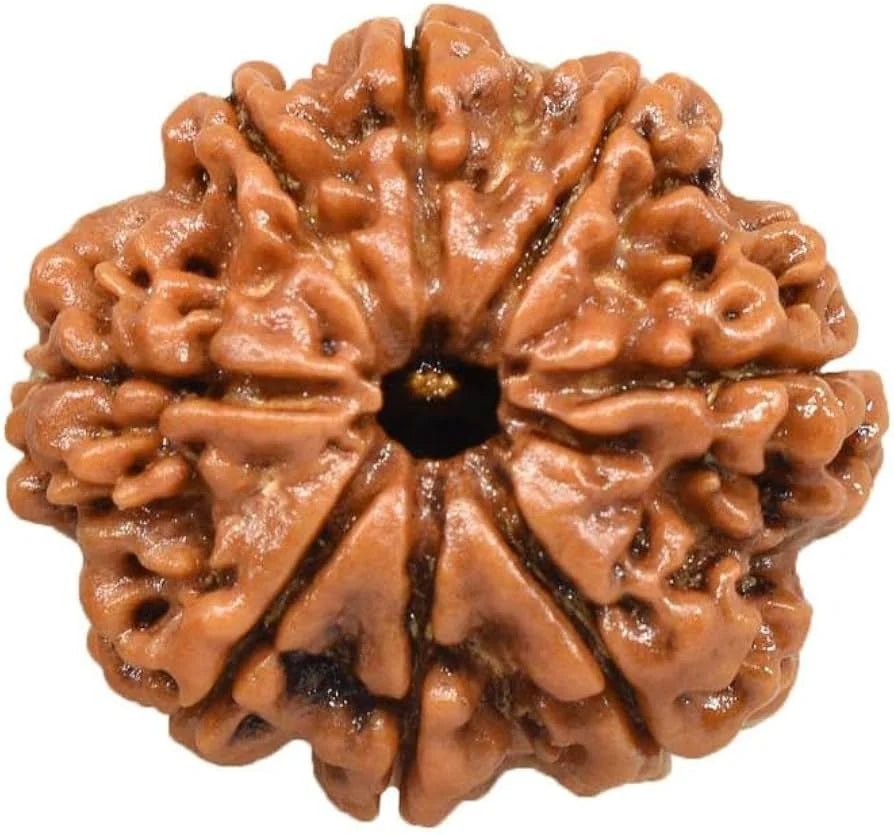 8 Mukhi Rudraksha