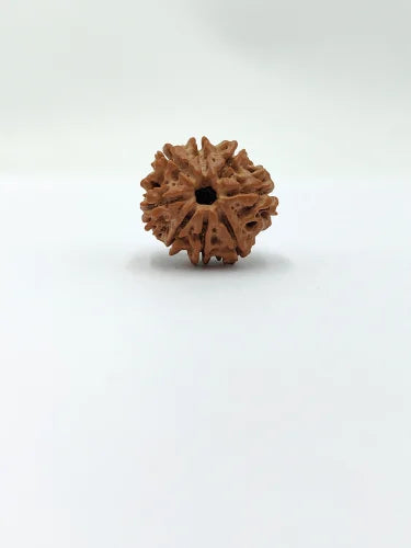 8 Mukhi Rudraksha