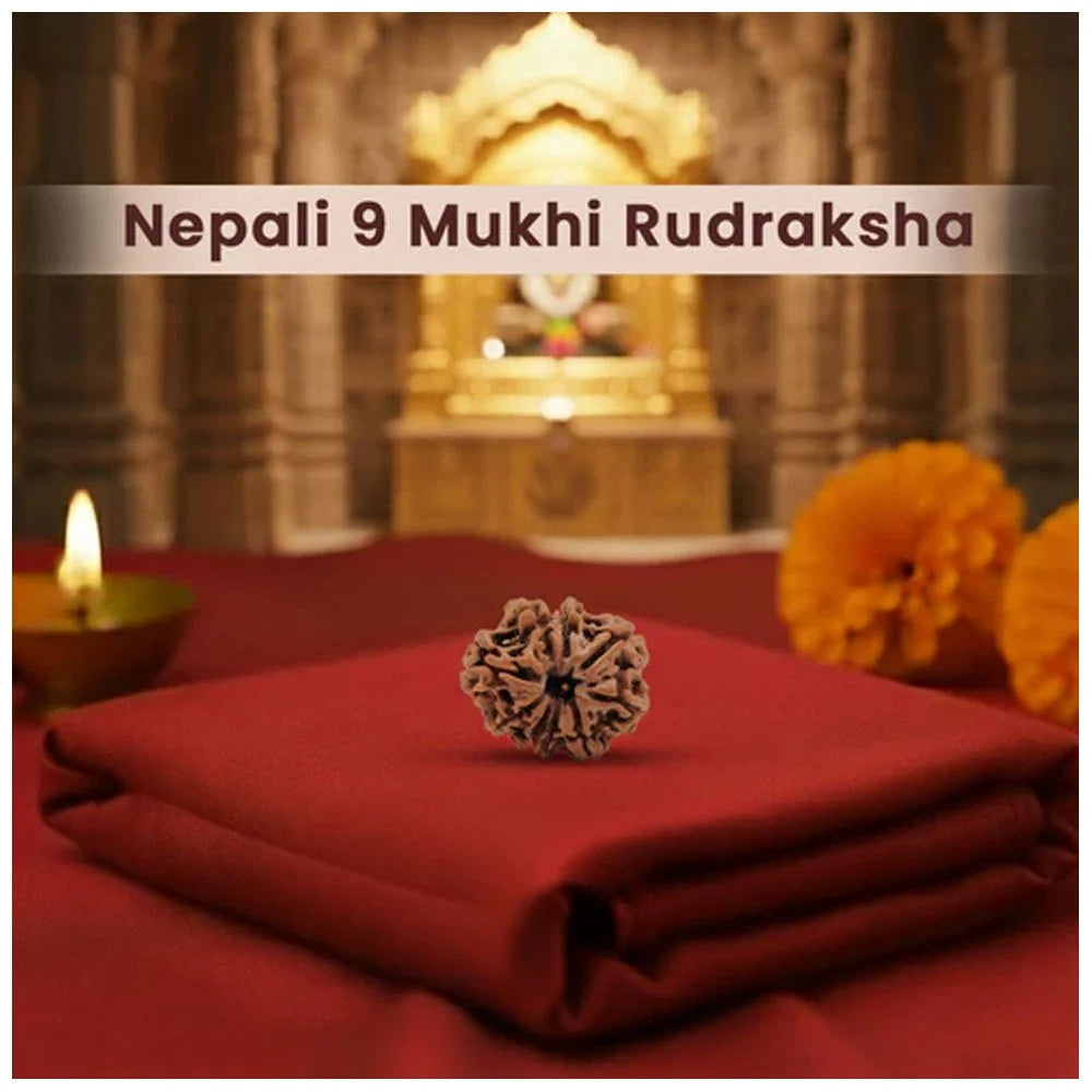 9 Mukhi Nepali Rudraksha