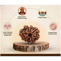 9 Mukhi Nepali Rudraksha