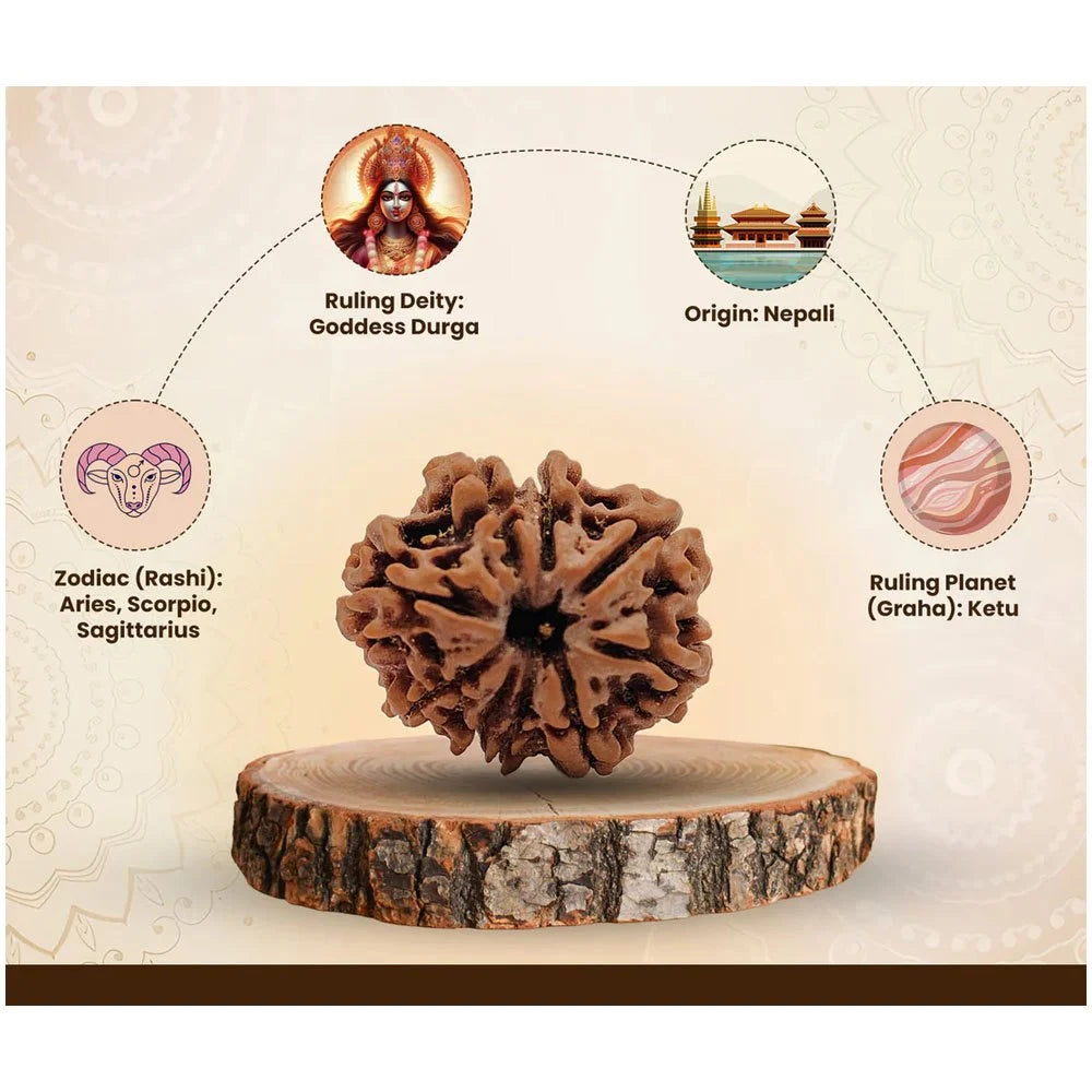 9 Mukhi Nepali Rudraksha