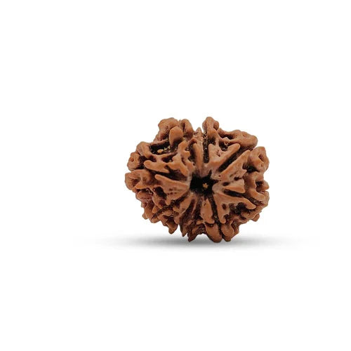 9 Mukhi Nepali Rudraksha