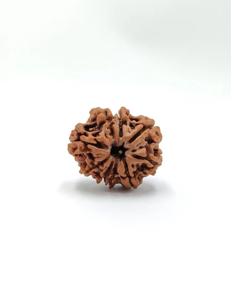 9 Mukhi Rudraksha