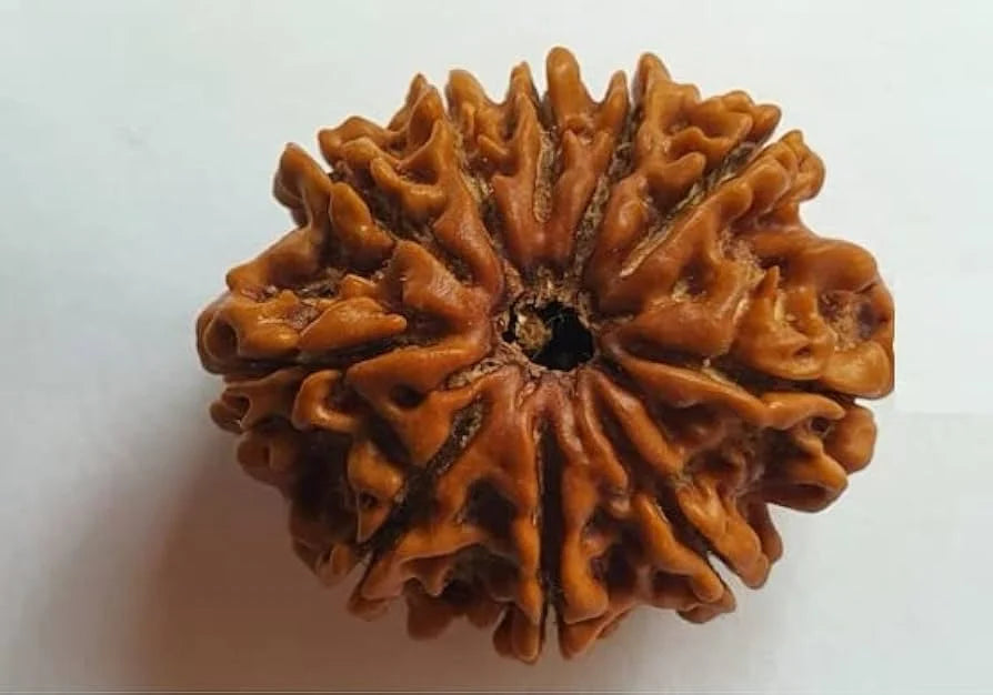 9 Mukhi Rudraksha