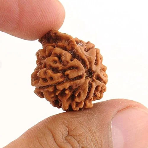 Ganesh Mukhi Rudraksha