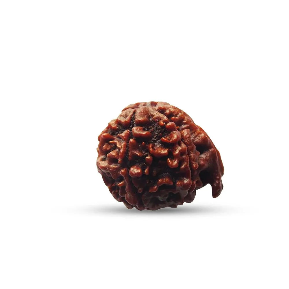 Nepali Ganesh Rudraksha