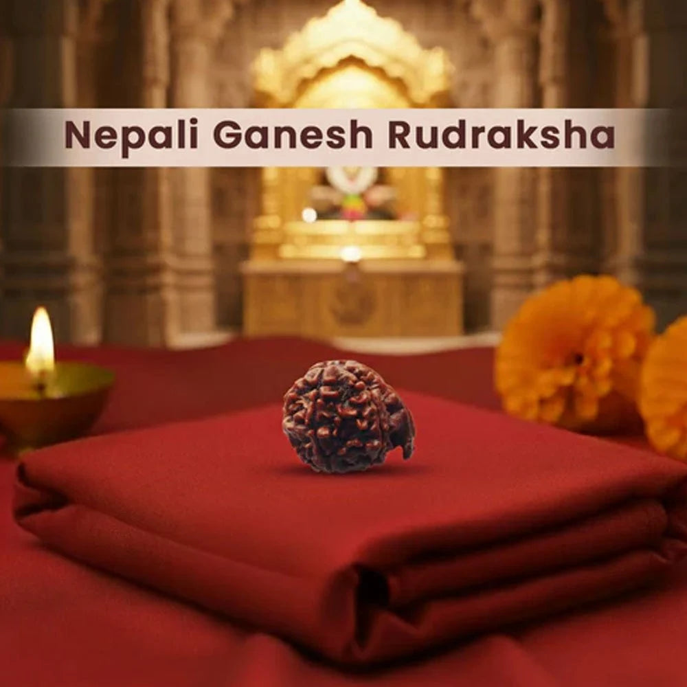 Nepali Ganesh Rudraksha