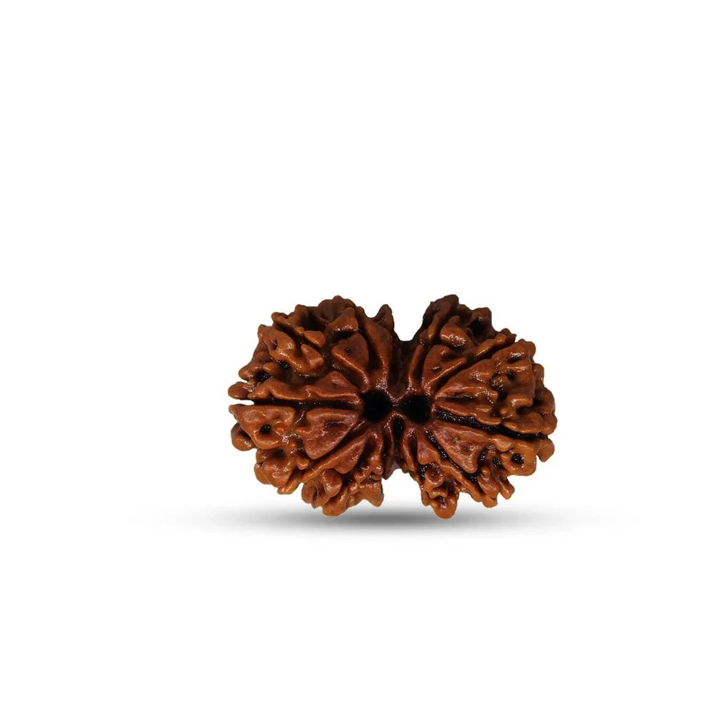 Nepali Gauri Shankar Rudraksha