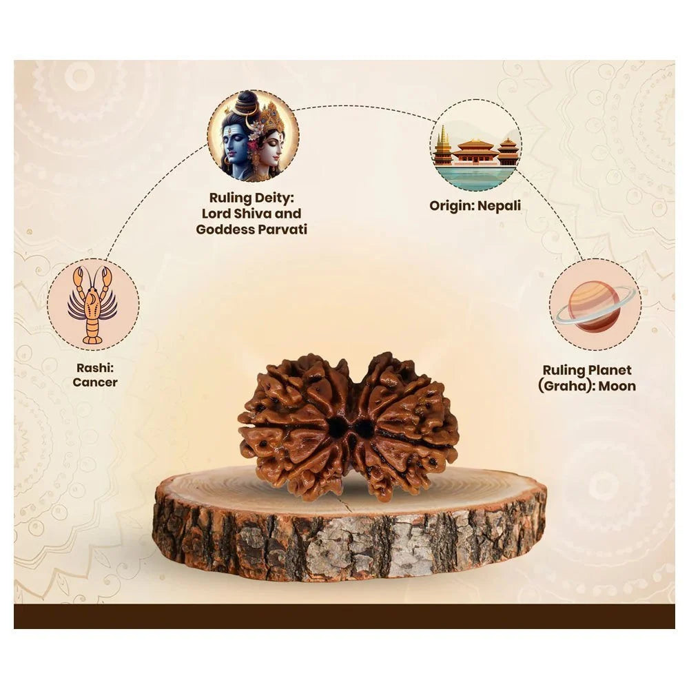 Nepali Gauri Shankar Rudraksha